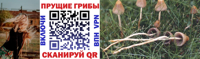 Псилоцибиновые грибы Cubensis  маркетплейс клад  Беломорск  KRAKEN ONION 